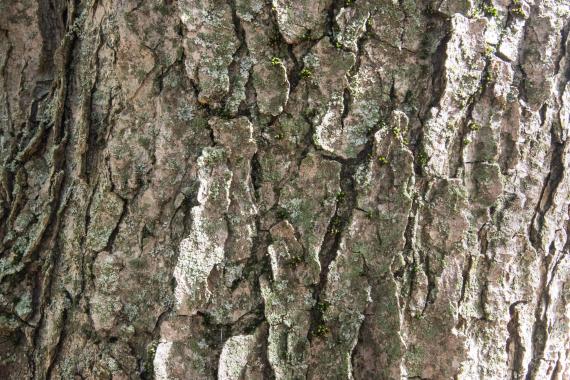 Tree bark
