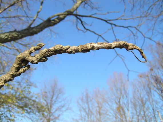 Tree branch