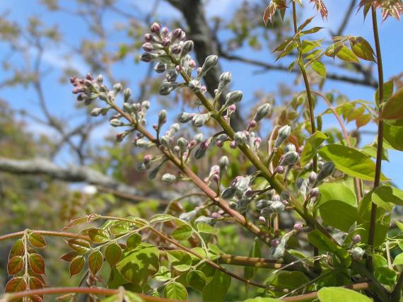 Tree flower