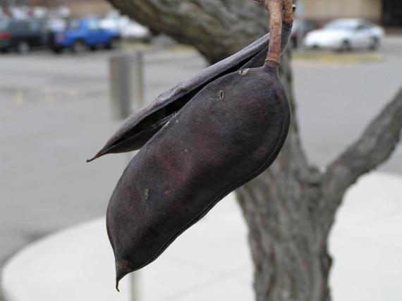 Tree fruit