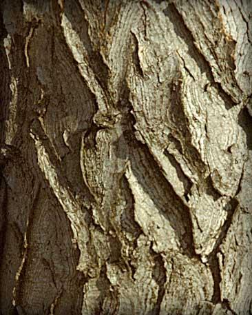 Tree bark