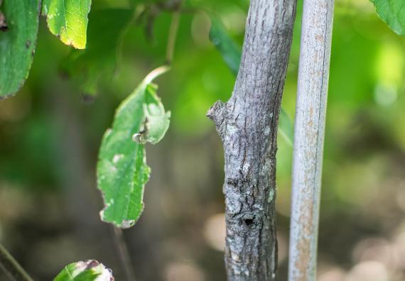Tree bark