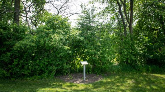 Tree habit