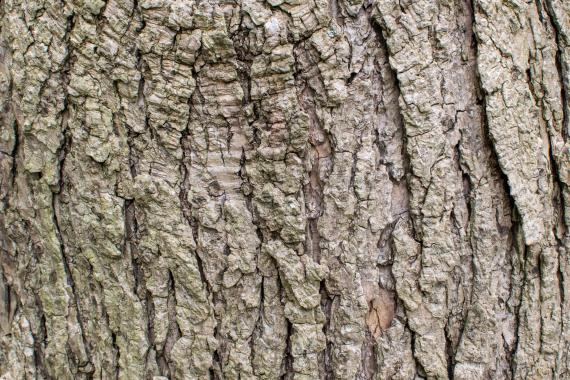 Tree bark