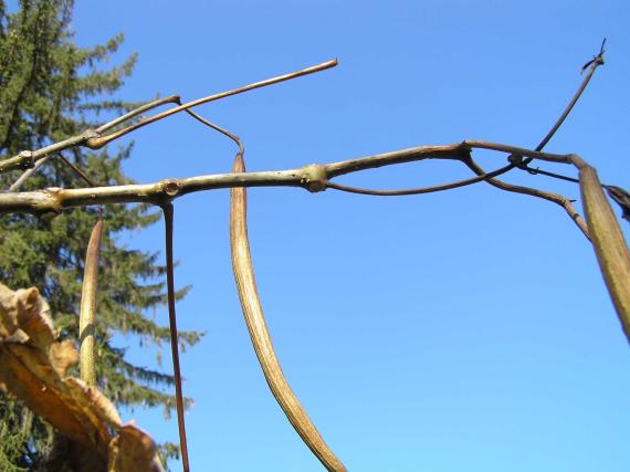 Tree branch