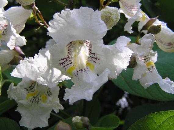 Tree flower