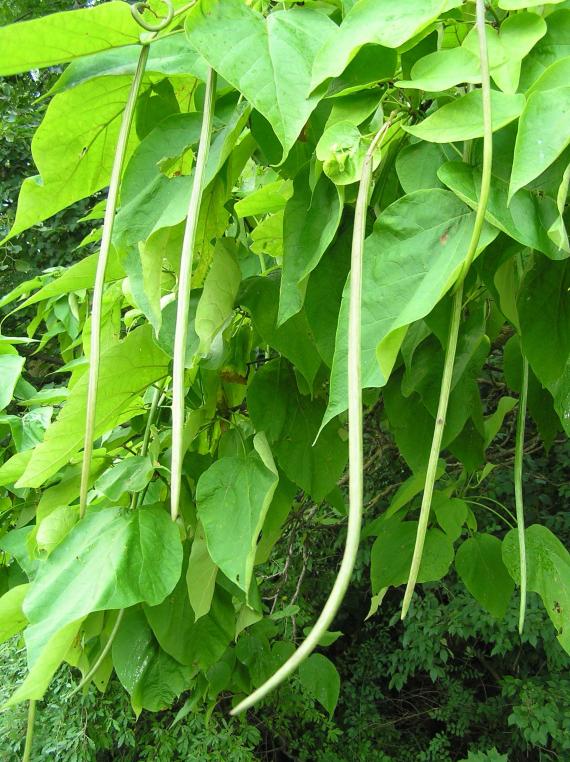 Tree fruit