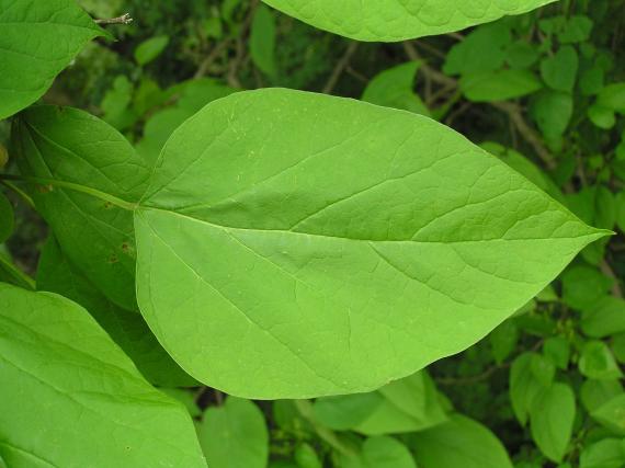 Tree leaves