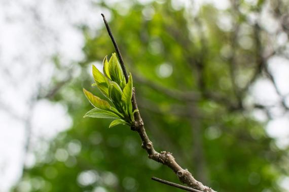 Tree leaves in spring