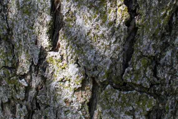 Tree bark