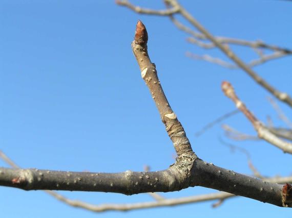 Tree branch