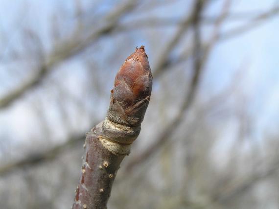 Tree bud