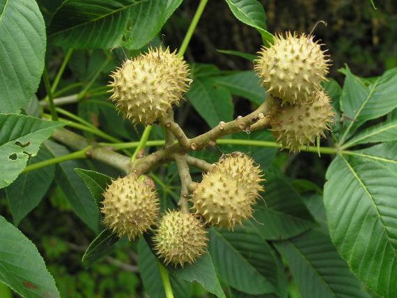Tree fruit