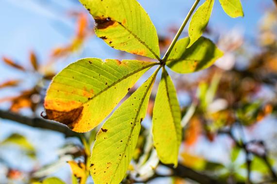 Tree leaves