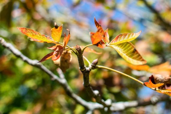 Tree leaves