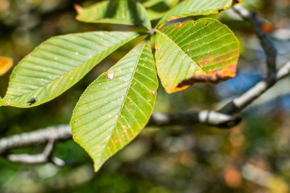 Tree leaves