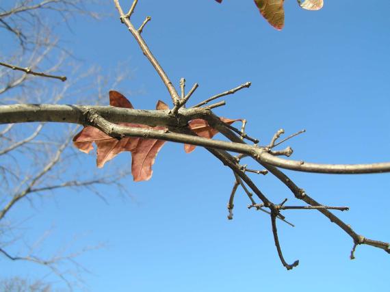 Tree branch