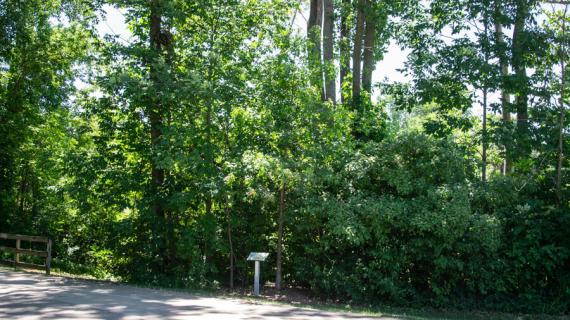 Tree habit