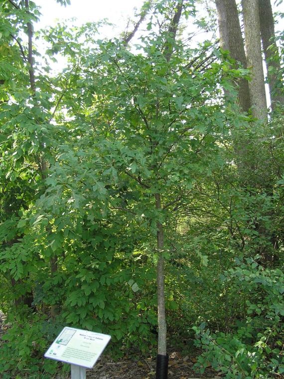 Tree habit