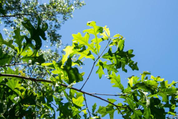 Tree leaves