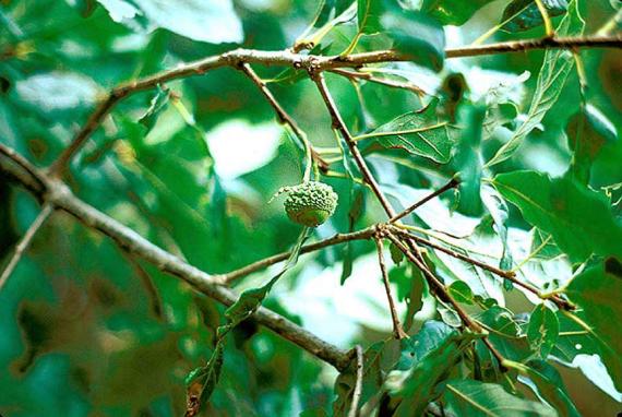 Tree fruit