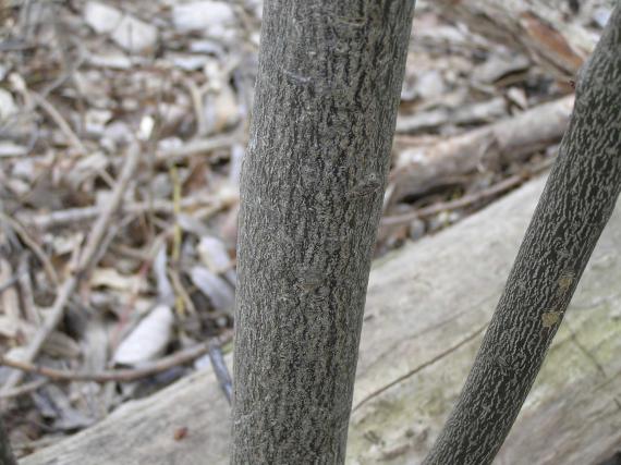 Tree bark