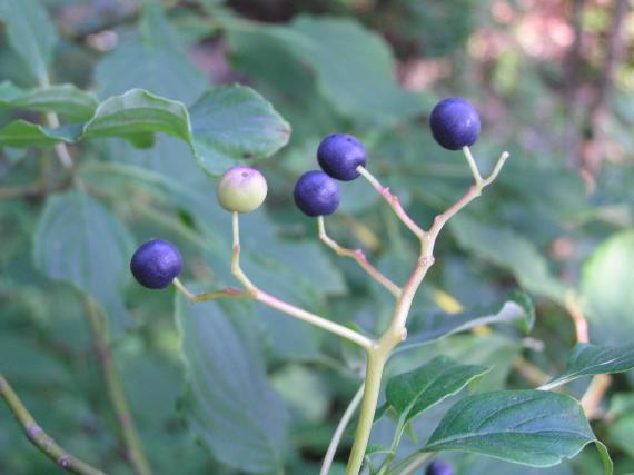 Tree fruit