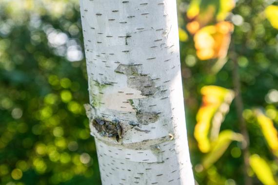 Tree bark