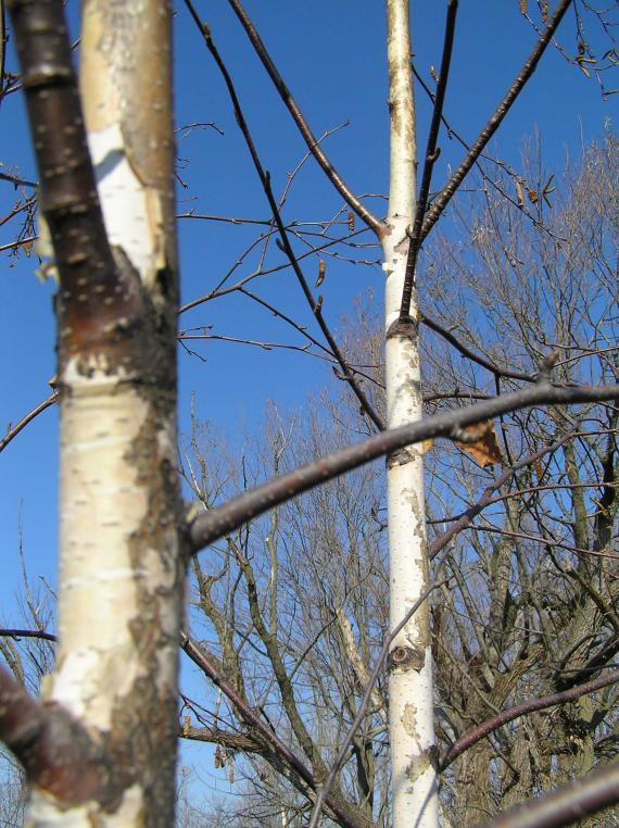 Tree branch