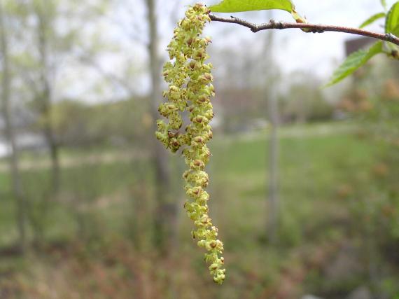 Tree flower