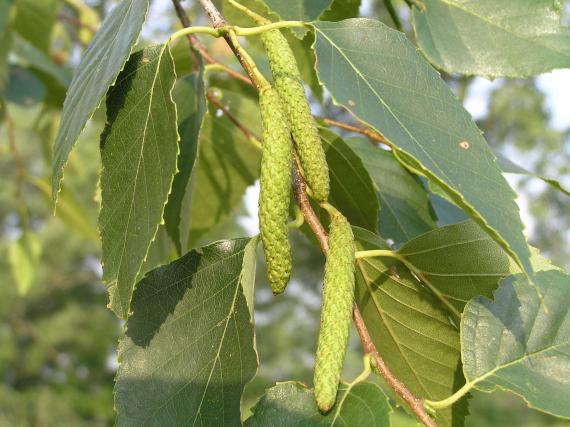 Tree fruit