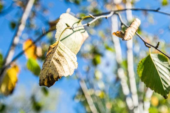 Tree leaves