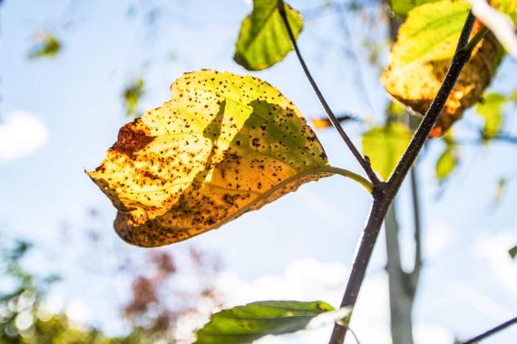 Tree leaves