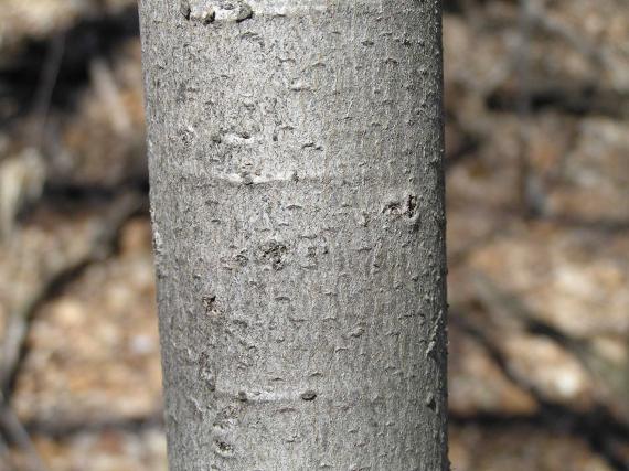 Tree bark