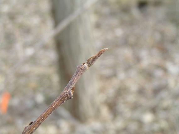 Tree bud