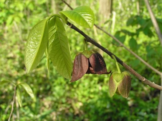 Tree flower