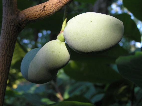 Tree fruit