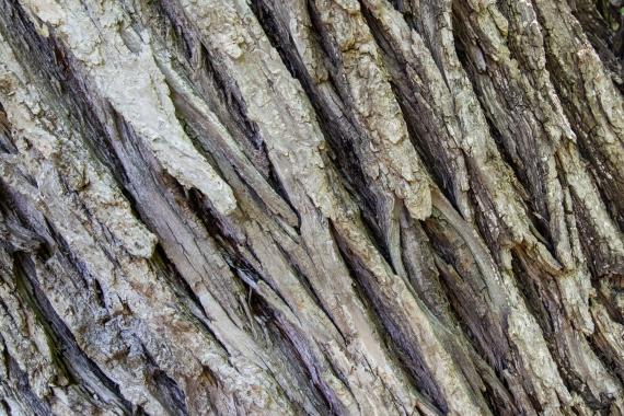 Tree bark