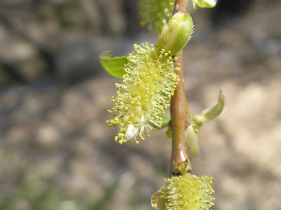 Tree flower