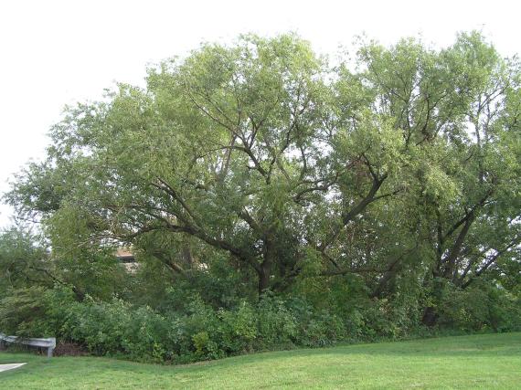 Tree habit