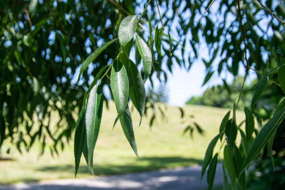 Tree leaves