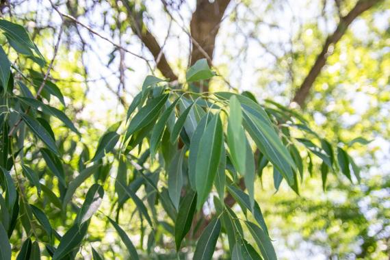 Tree leaves