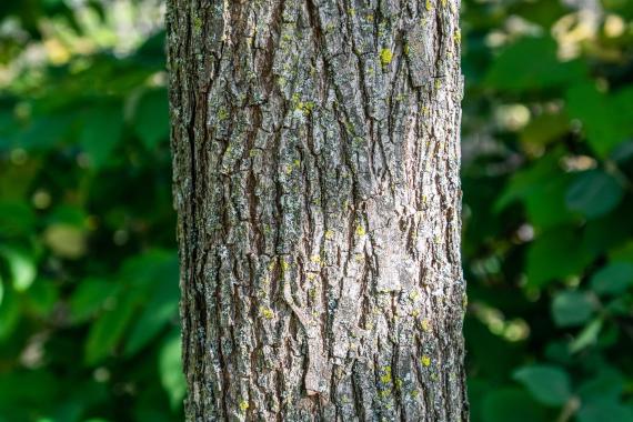 Tree bark