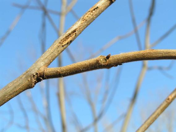 Tree branch