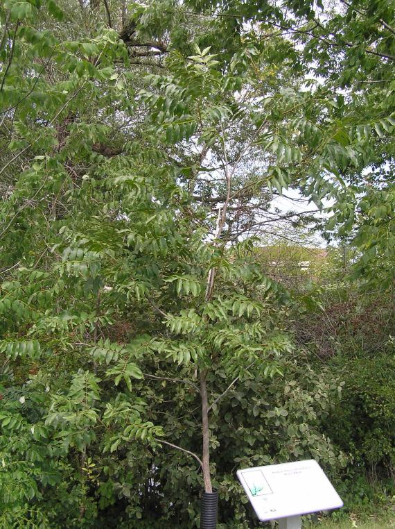 Tree habit