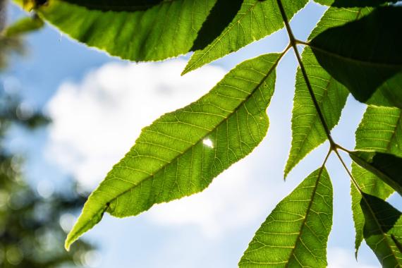 Tree leaves