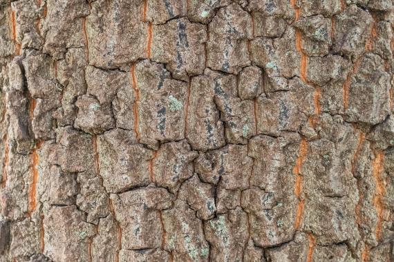 Tree bark