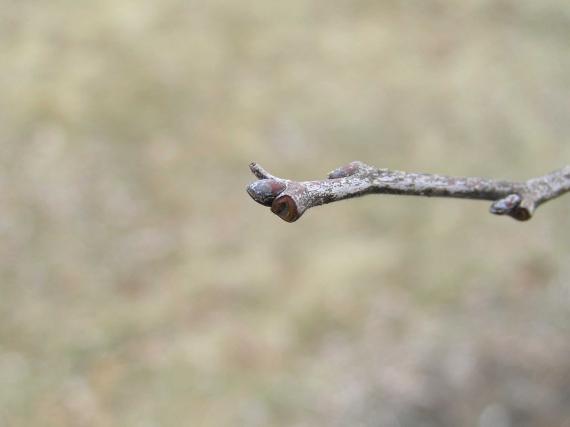 Tree bud