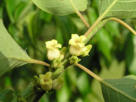 Tree flower