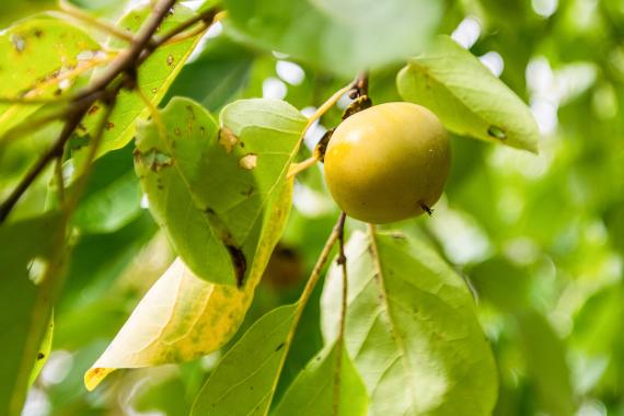 Tree fruit